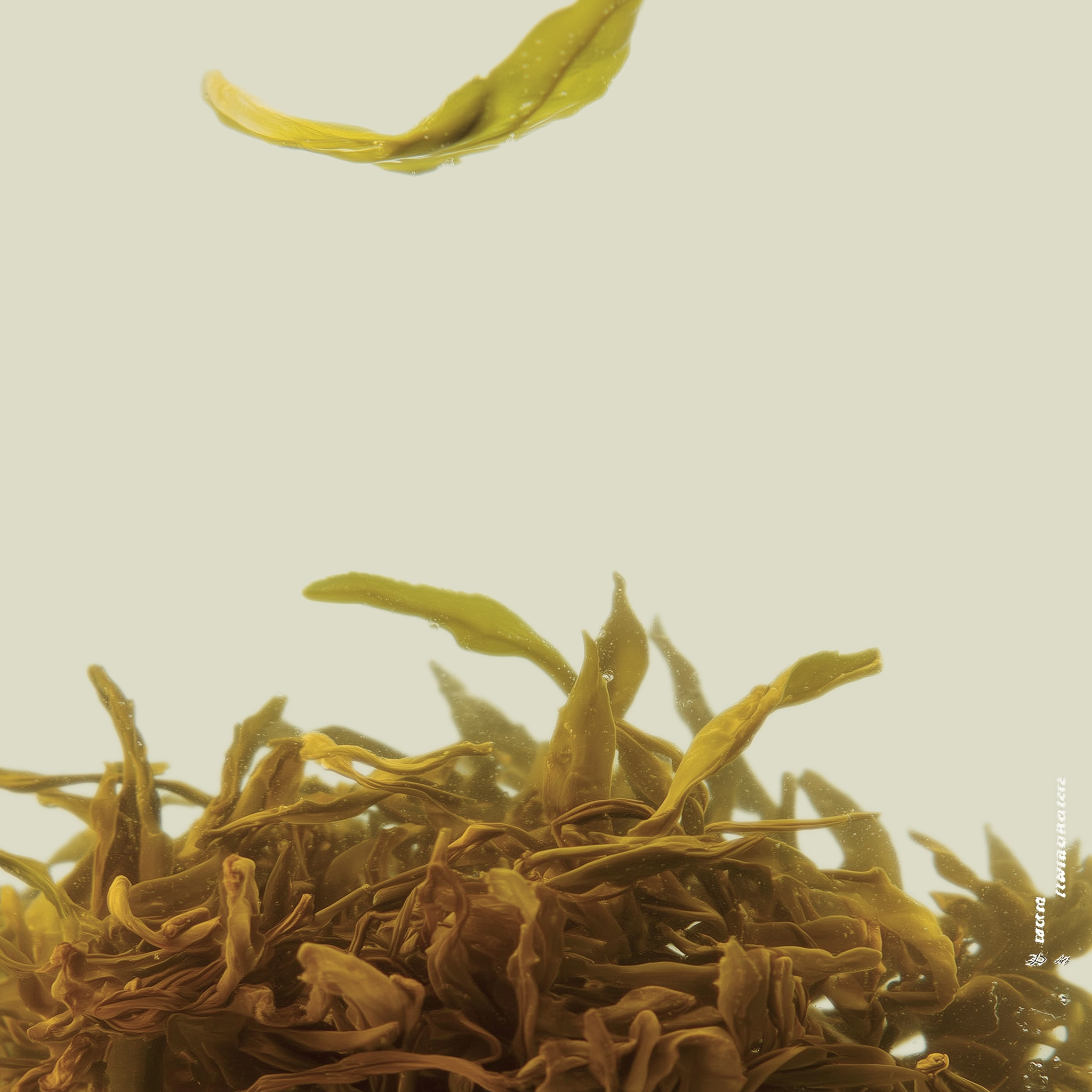 High Mountain Oolong - (Grade: Top)